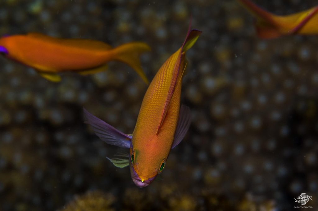 Threadfin Anthias Facts and Photographs | Seaunseen